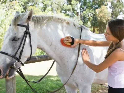 Équitation